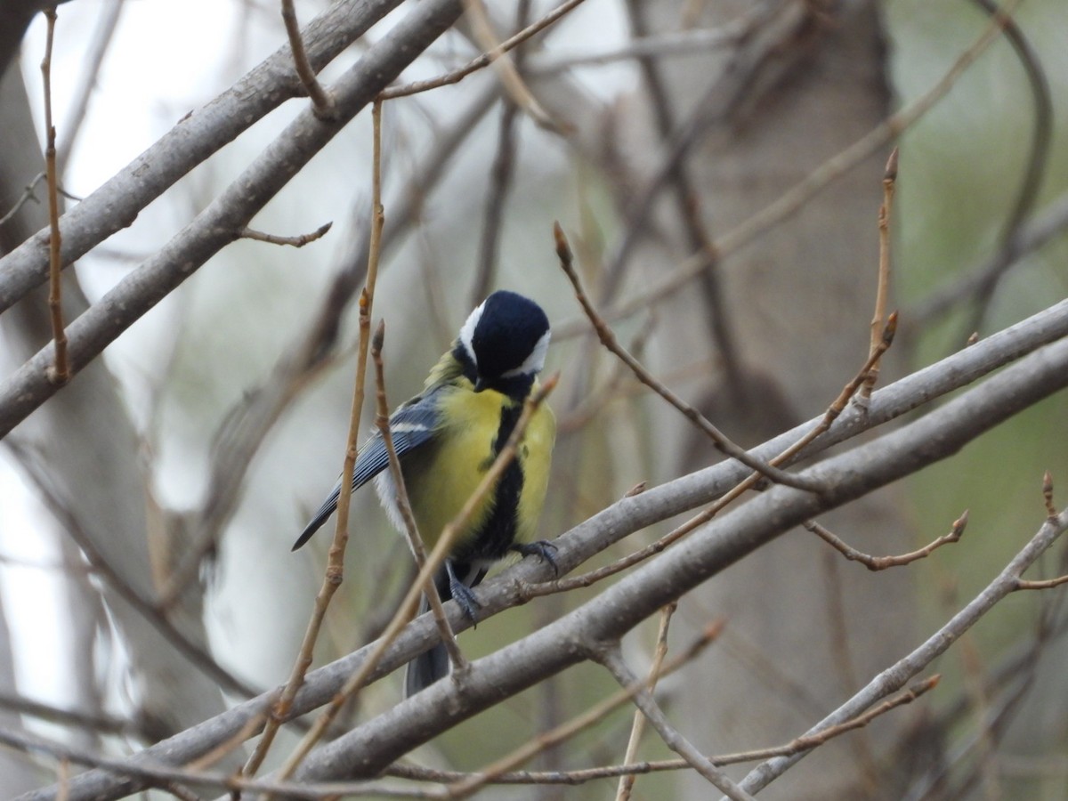 Great Tit - ML645706282