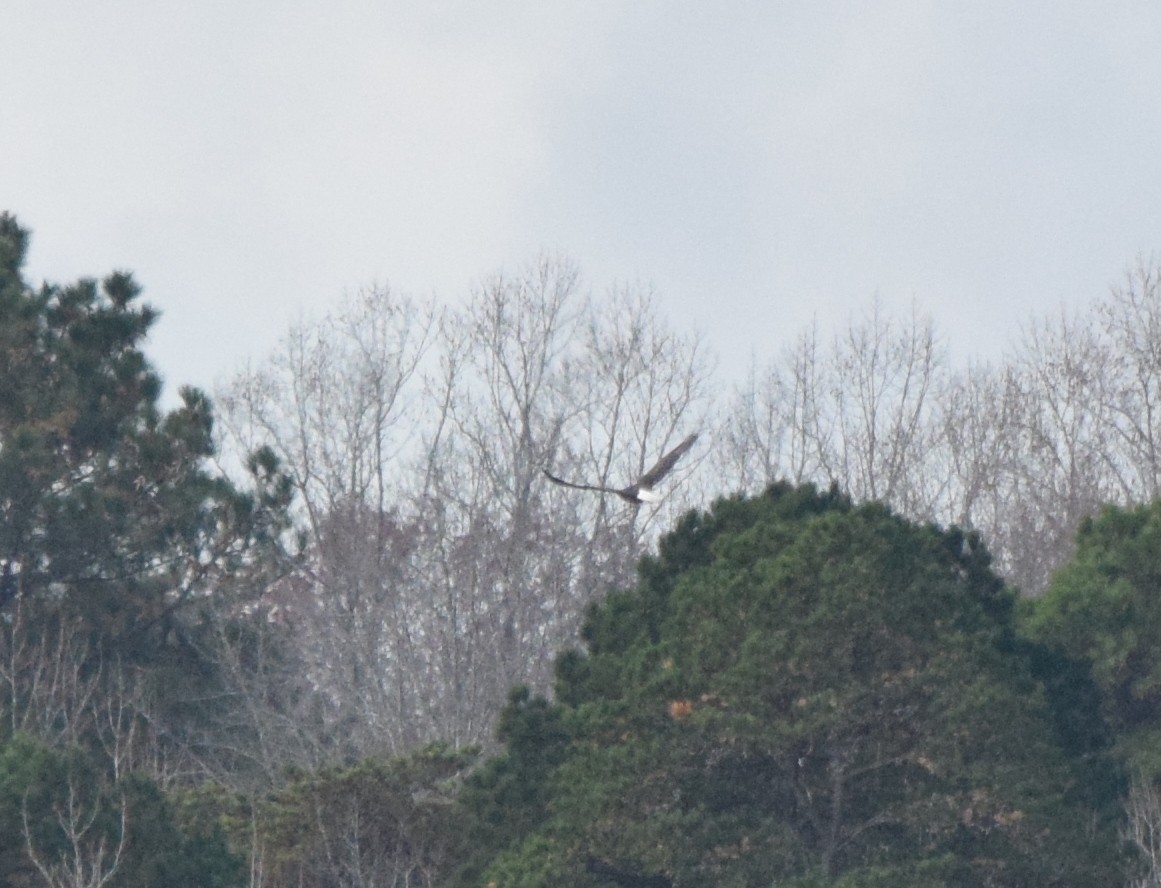 Bald Eagle - ML645706288