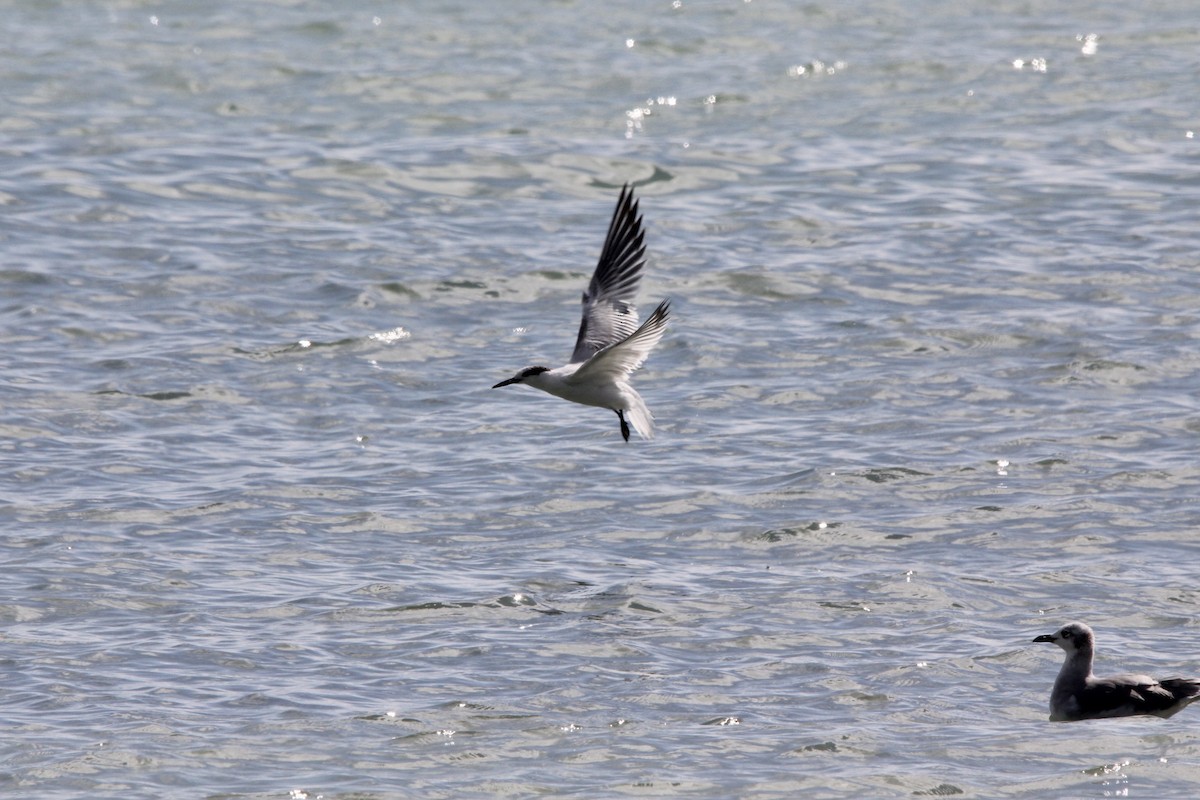 Sandwich Tern - ML645706289