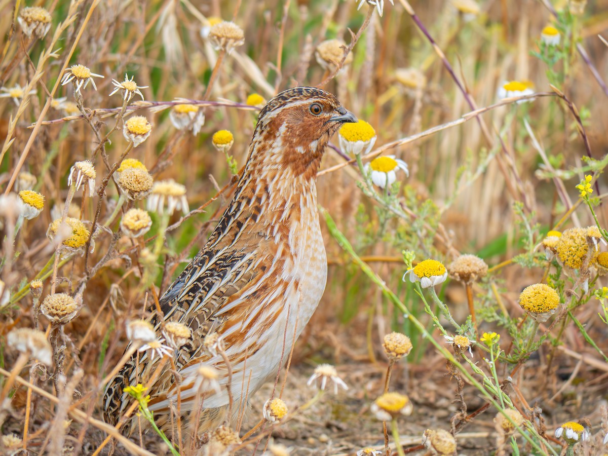 Common Quail - ML645706291