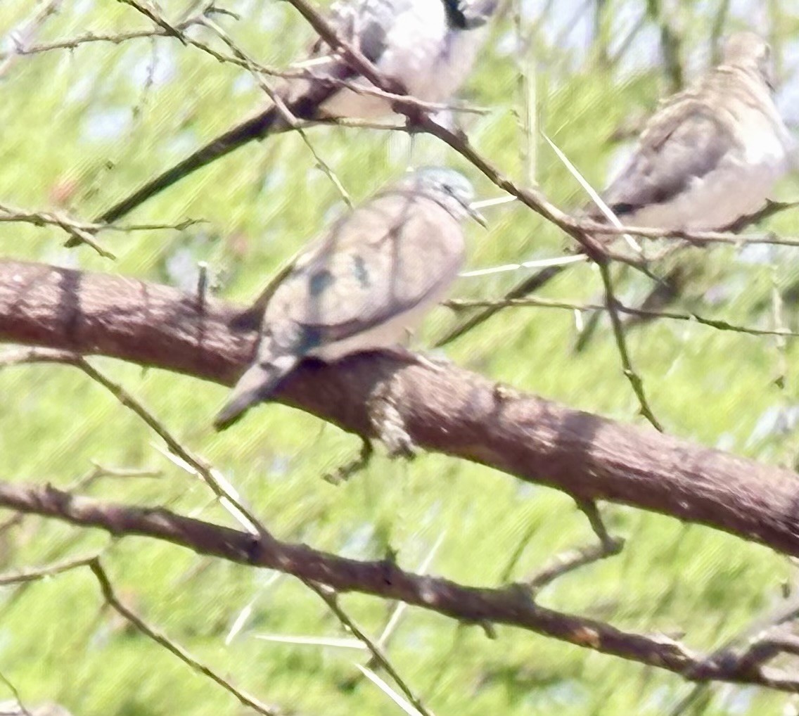 Emerald-spotted Wood-Dove - ML645706292