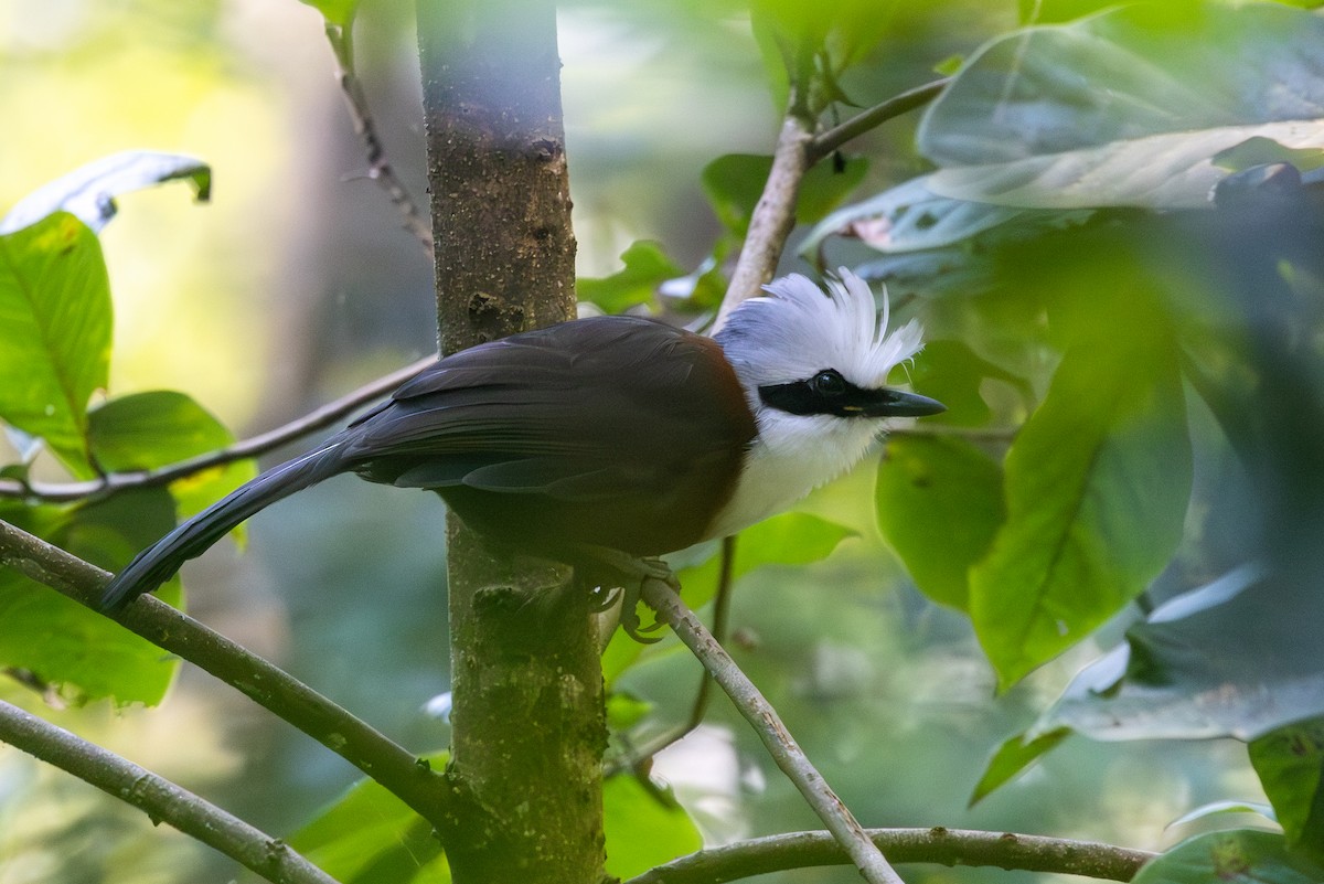 White-crested Laughingthrush - ML645706300