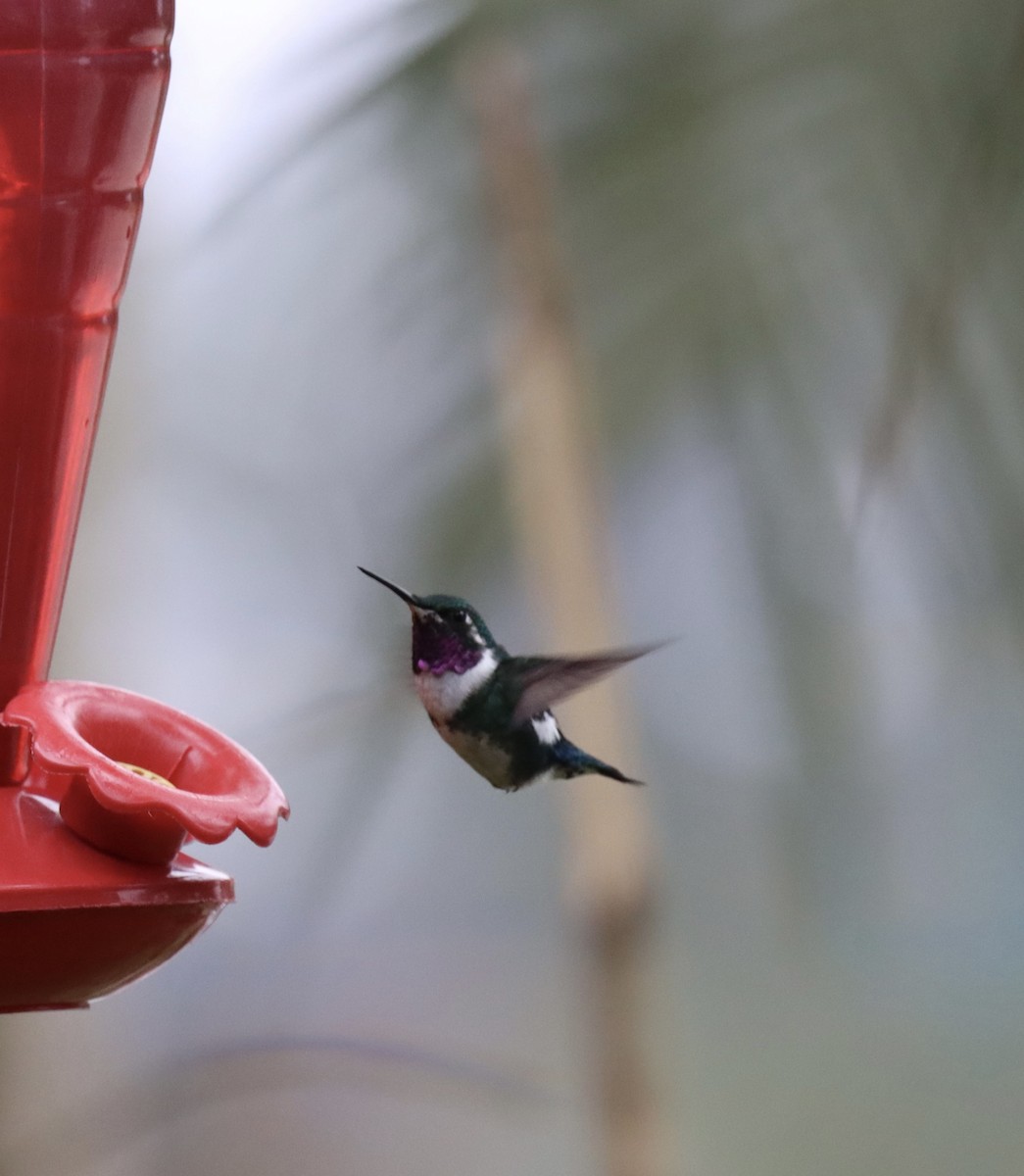 シロハラチビハチドリ - ML645706310