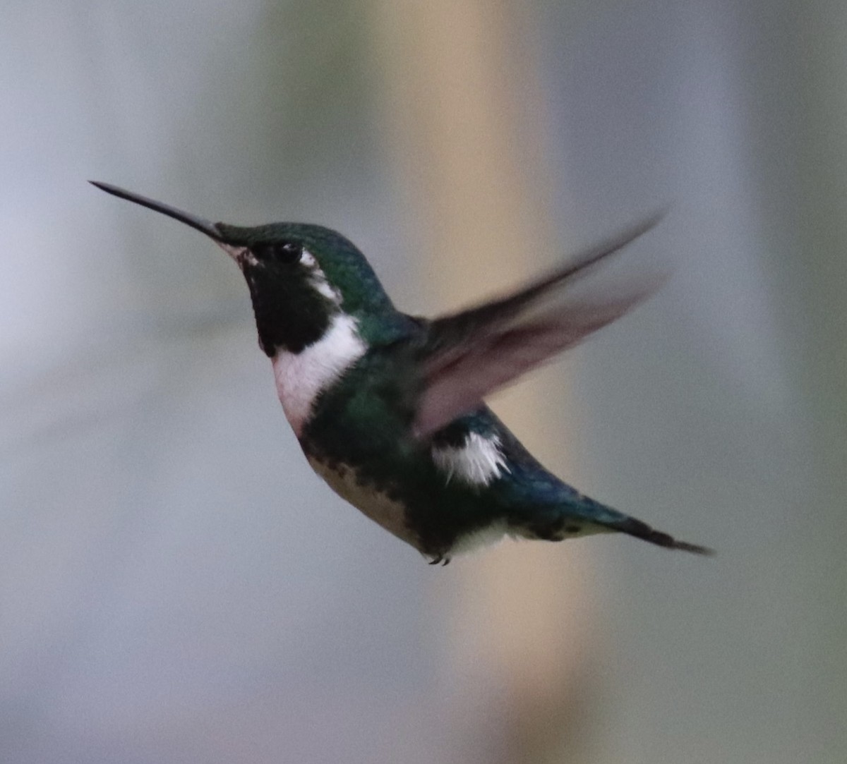 シロハラチビハチドリ - ML645706312