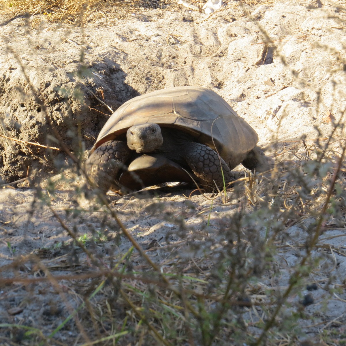 動物界 - ML645706321