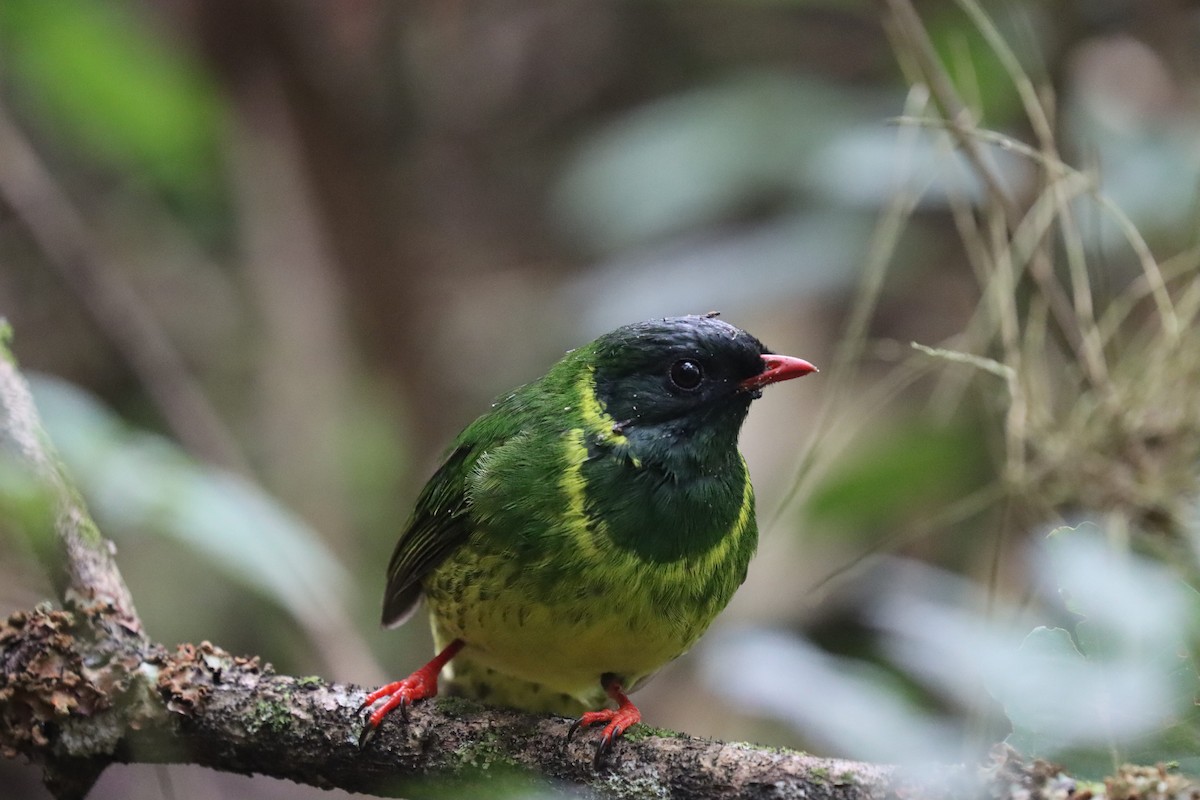 ズグロミドリカザリドリ - ML645706334