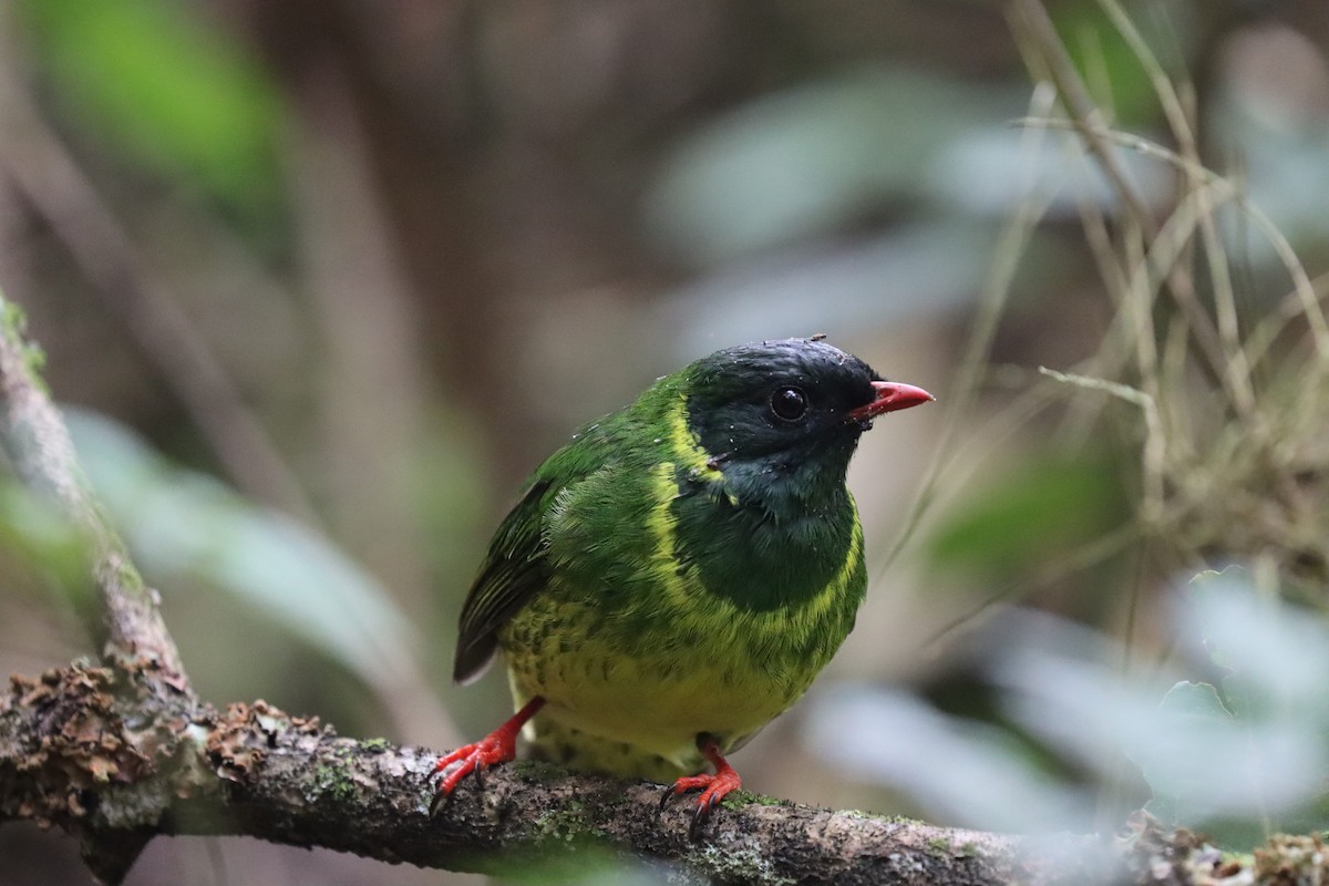 ズグロミドリカザリドリ - ML645706335