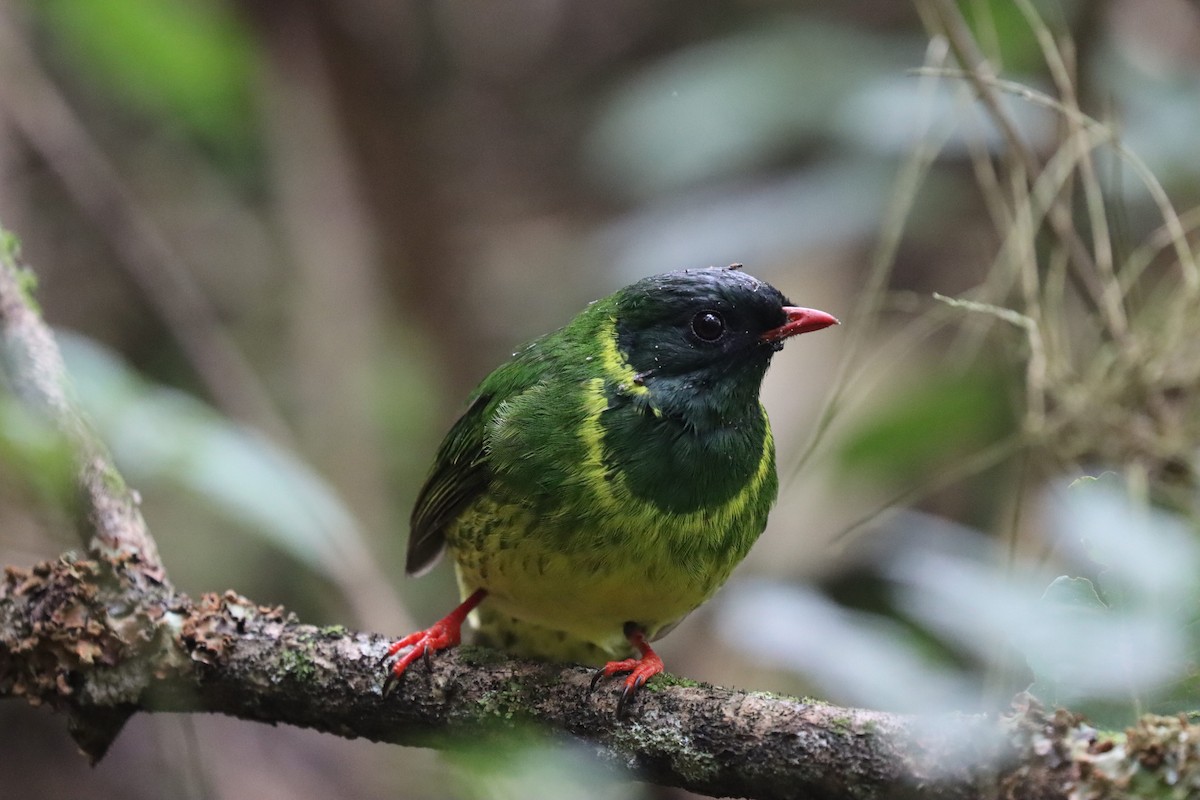 ズグロミドリカザリドリ - ML645706336