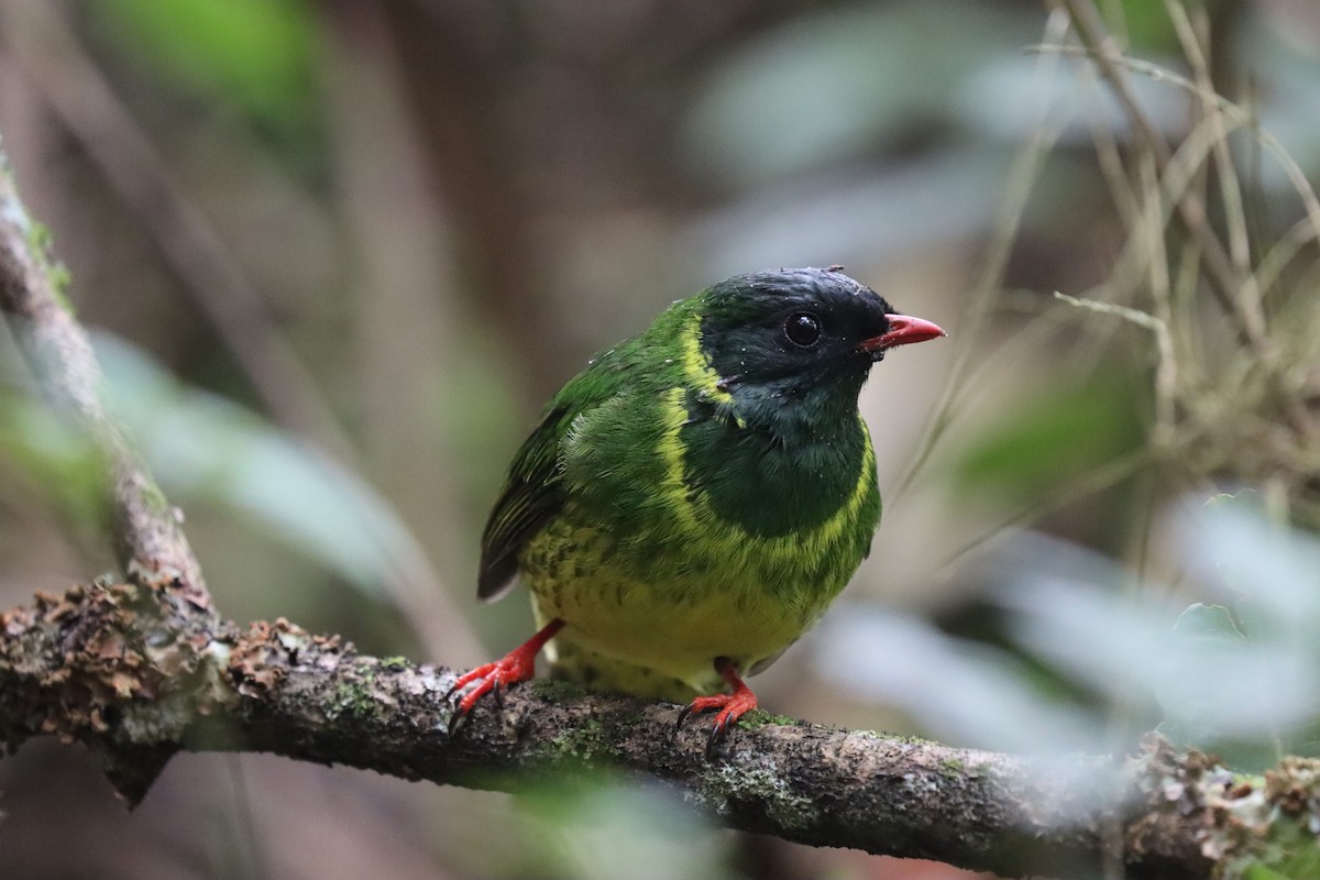 ズグロミドリカザリドリ - ML645706337