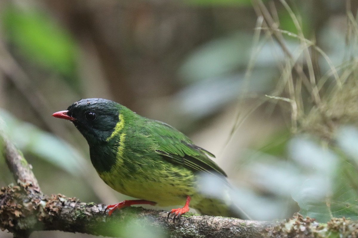 ズグロミドリカザリドリ - ML645706338