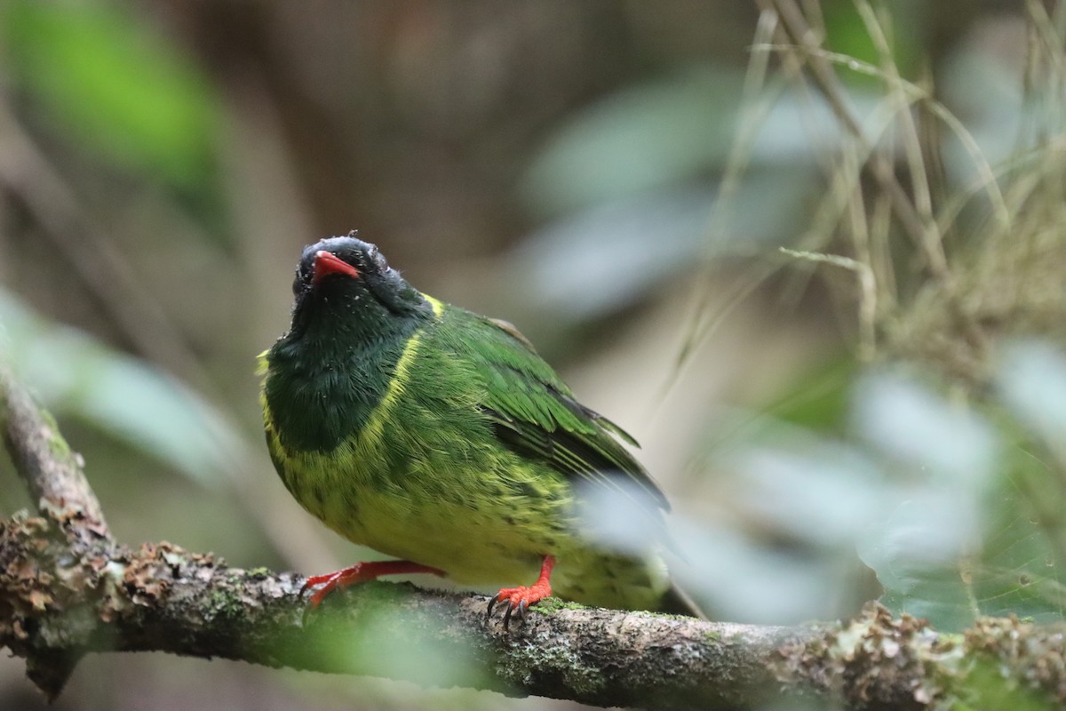 ズグロミドリカザリドリ - ML645706339