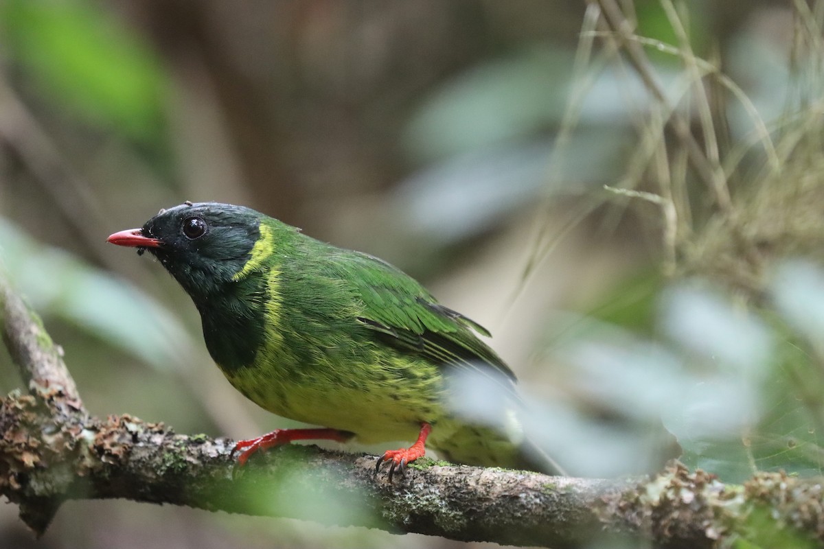 ズグロミドリカザリドリ - ML645706340