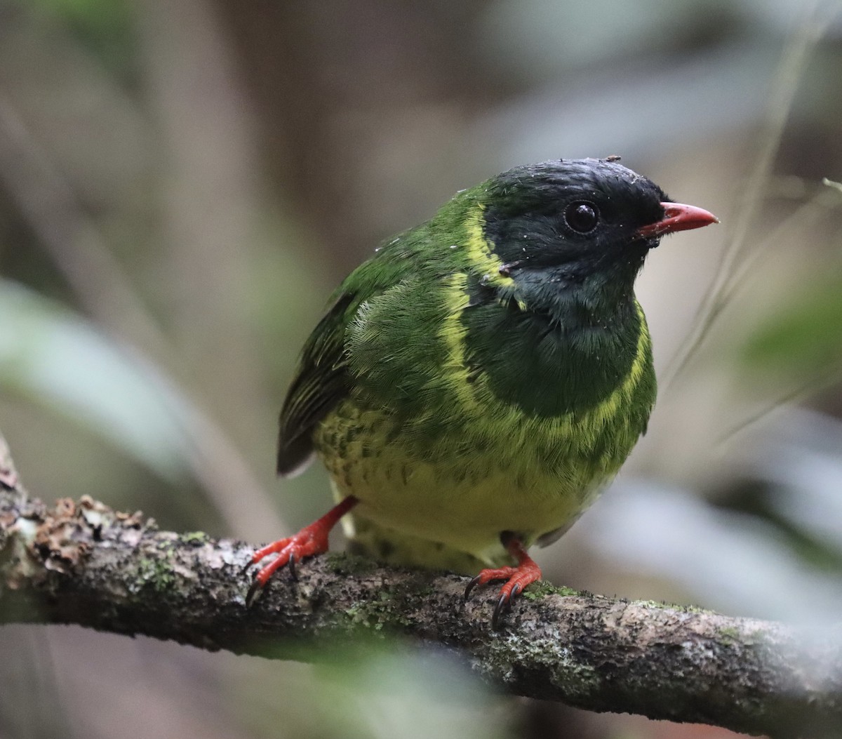 ズグロミドリカザリドリ - ML645706341