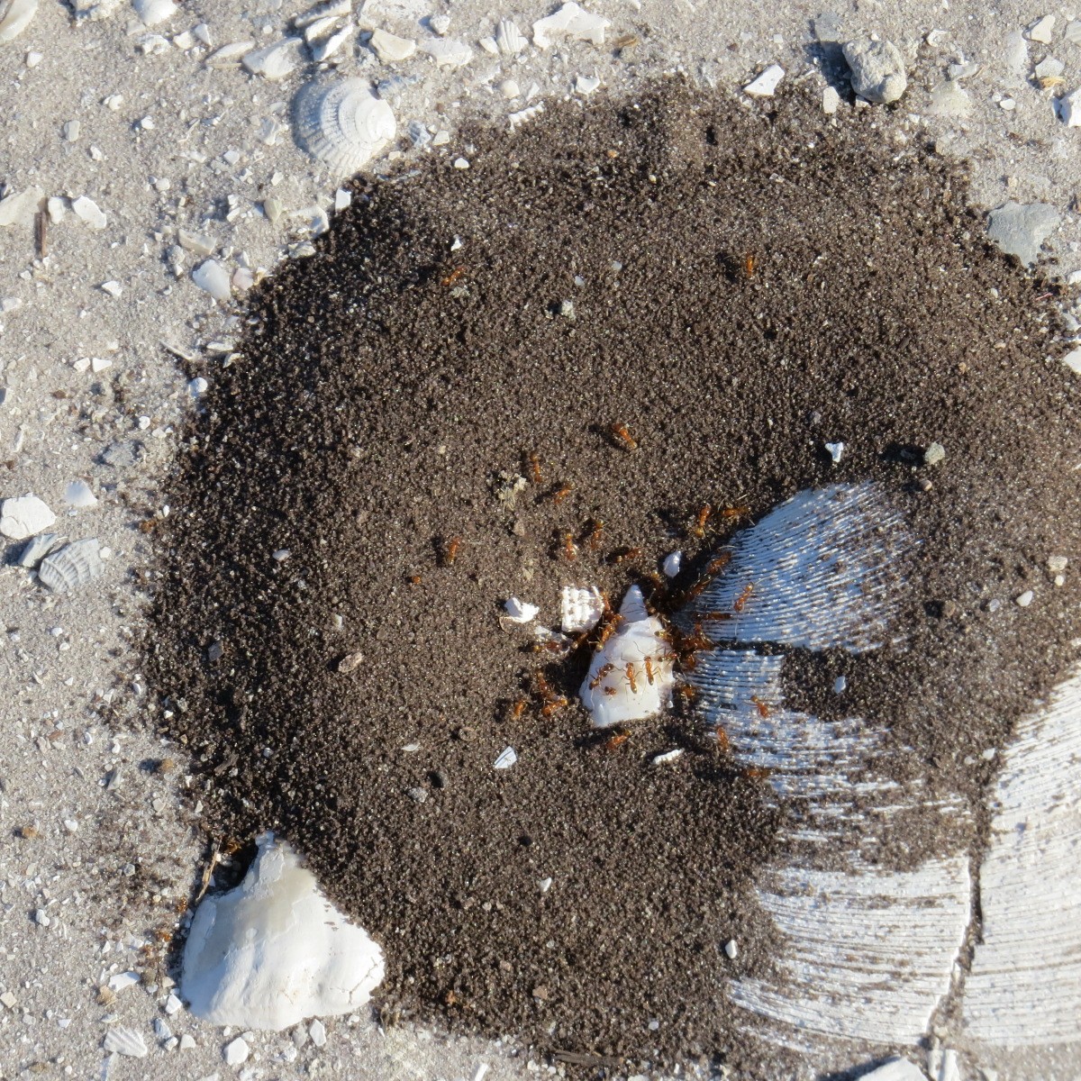 動物界 - ML645706342