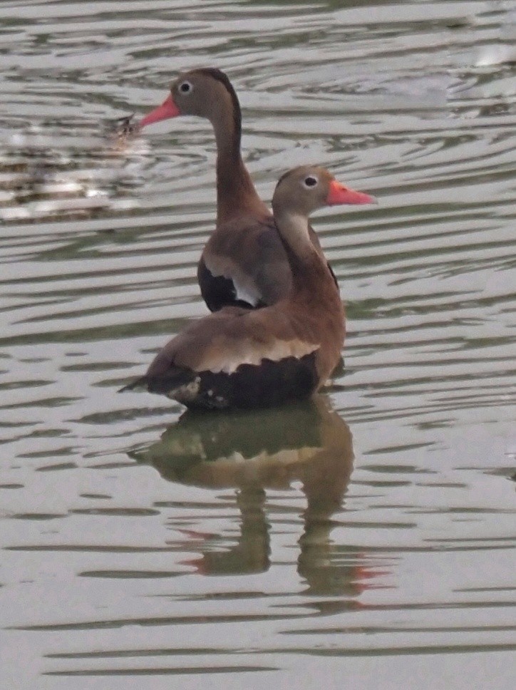 Black-bellied Whistling-Duck - ML645706343