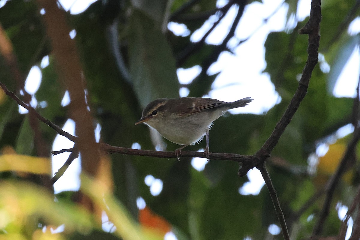 budníček zelený - ML645706344