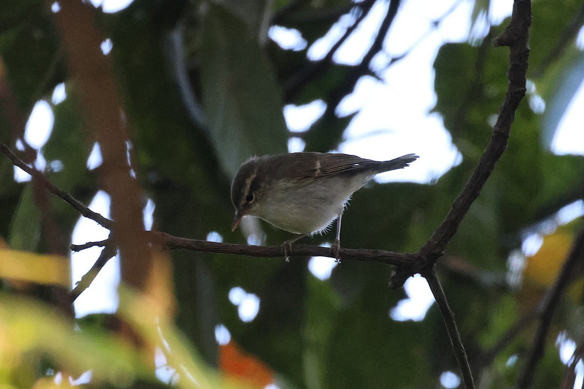 budníček zelený - ML645706345