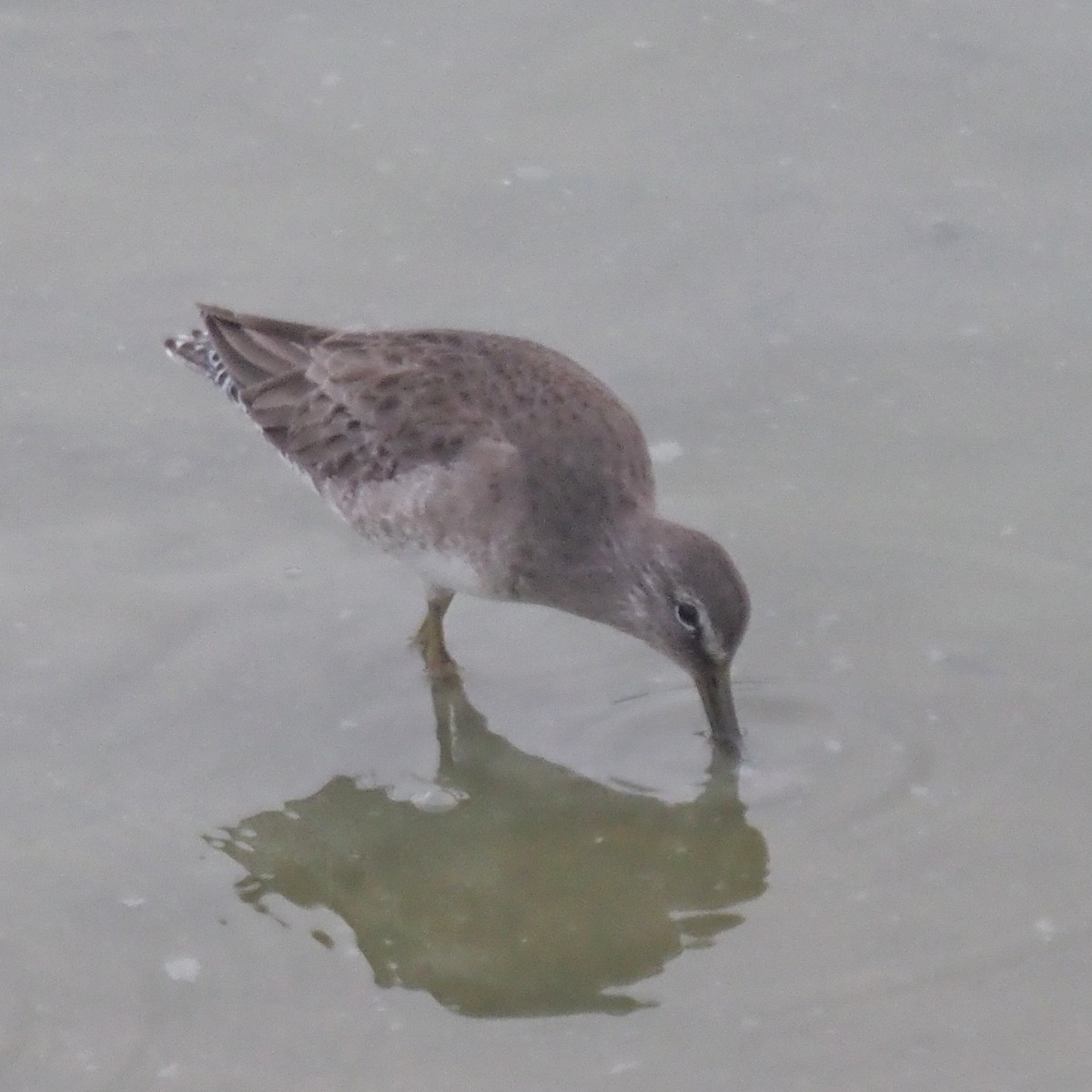 Long-billed Dowitcher - ML645706355