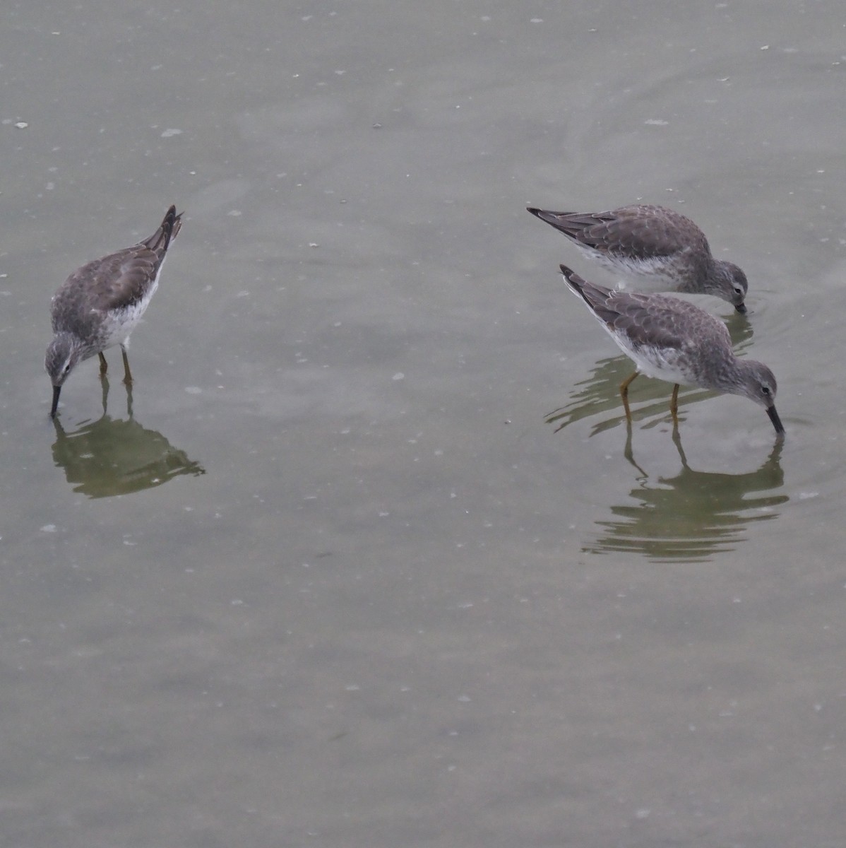 Stilt Sandpiper - ML645706360