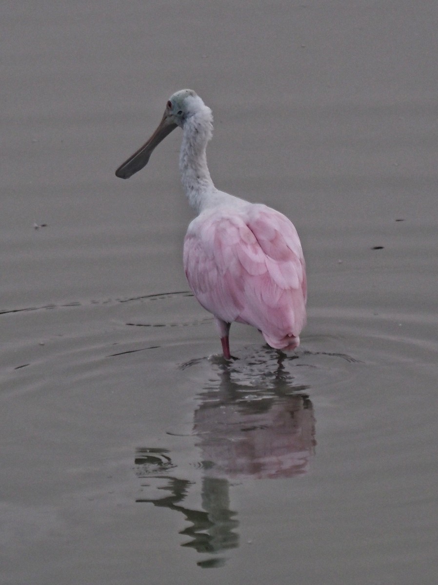 Roseate Spoonbill - ML645706365