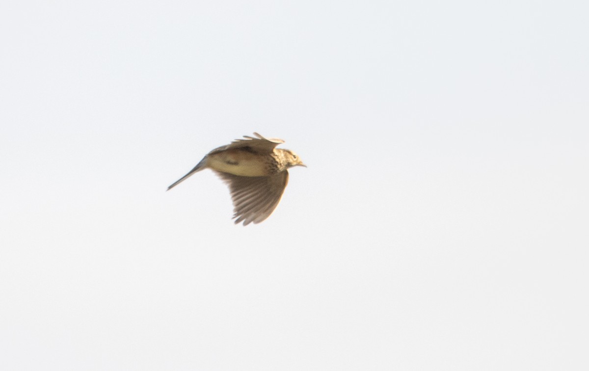 Eurasian Skylark - ML645706373
