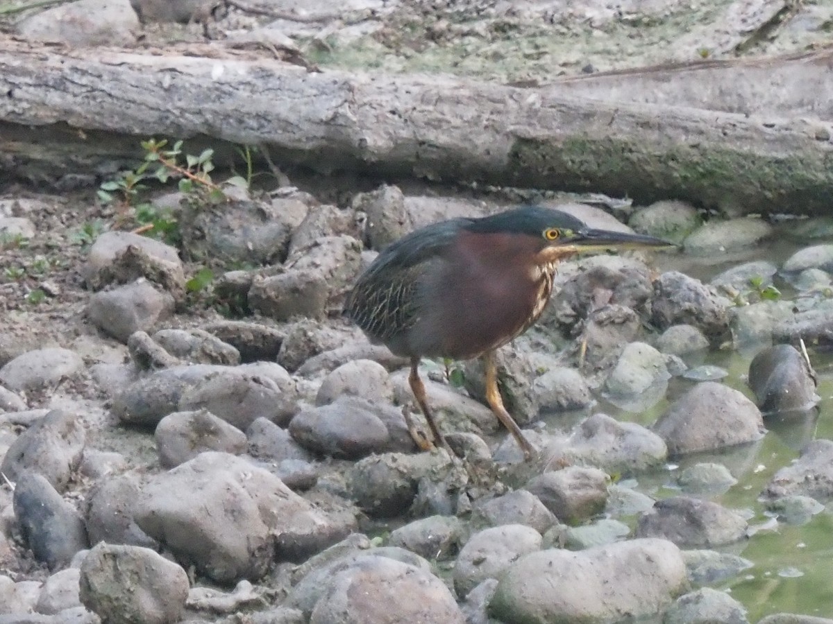 Green Heron - ML645706384