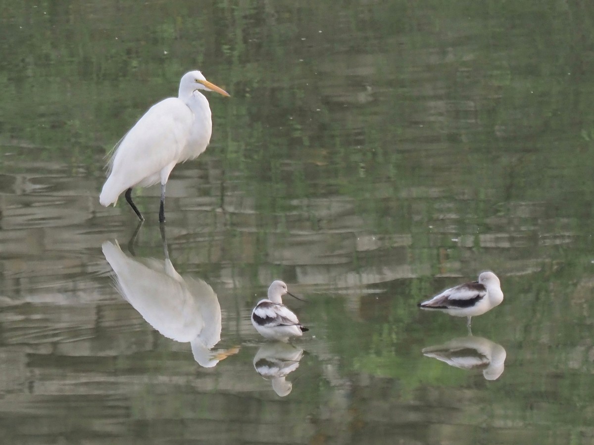 Great Egret - ML645706388