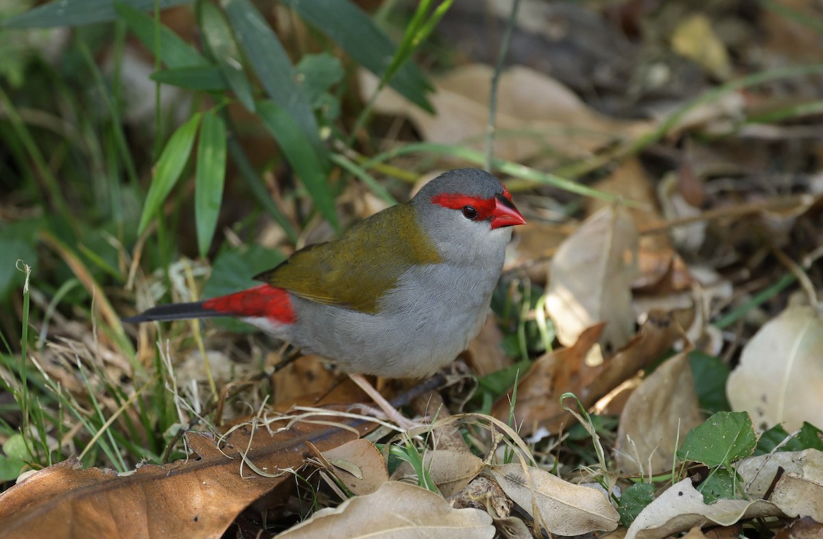Red-browed Firetail - ML645706390