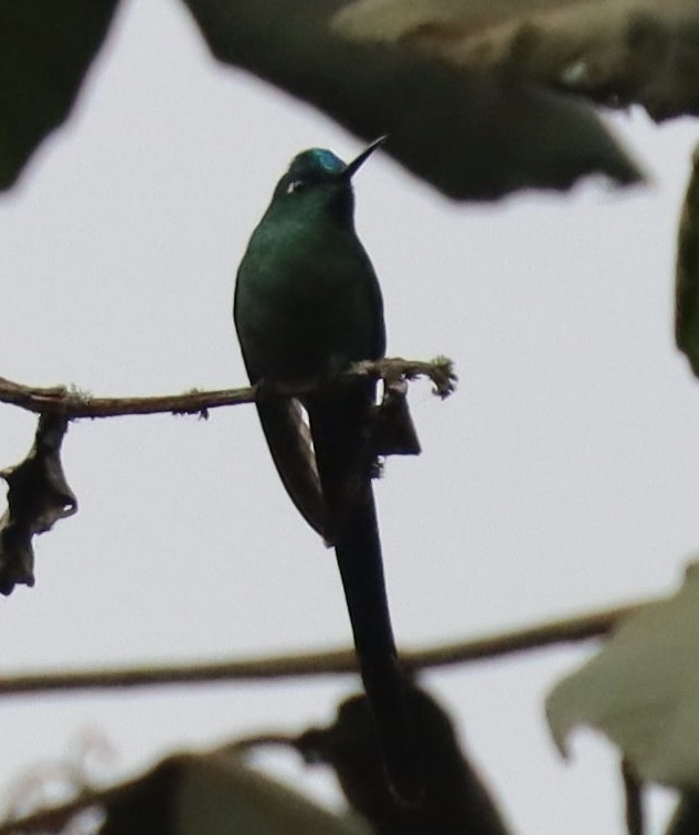 アオフタオハチドリ - ML645706392