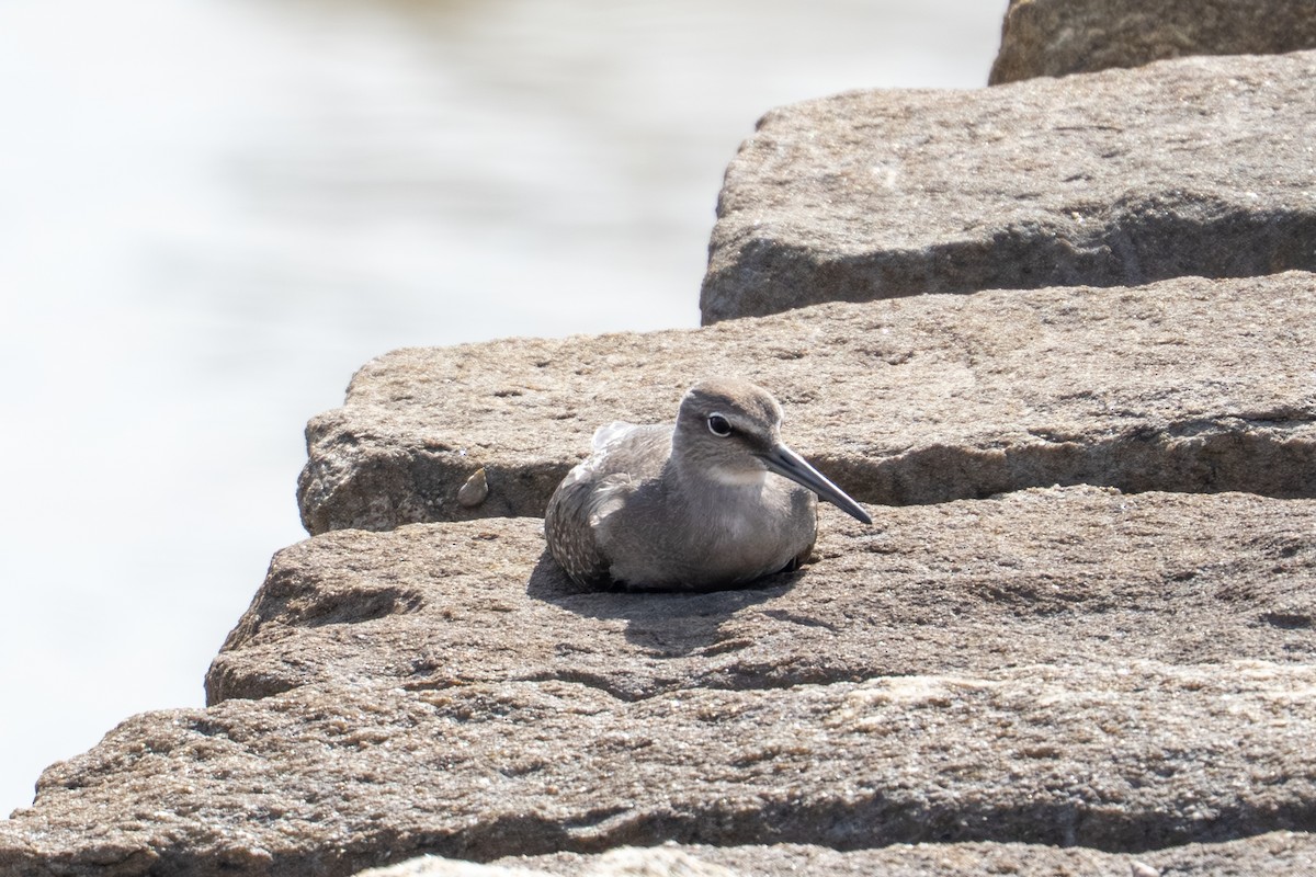 Playero Siberiano - ML645706393