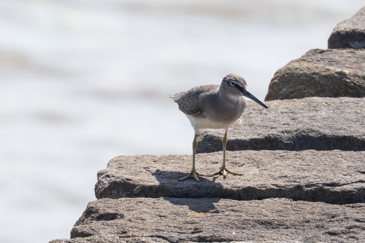 Playero Siberiano - ML645706394