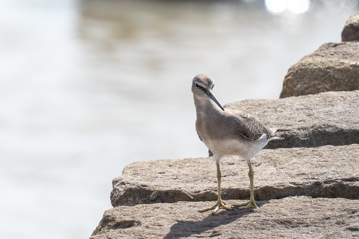 Playero Siberiano - ML645706395