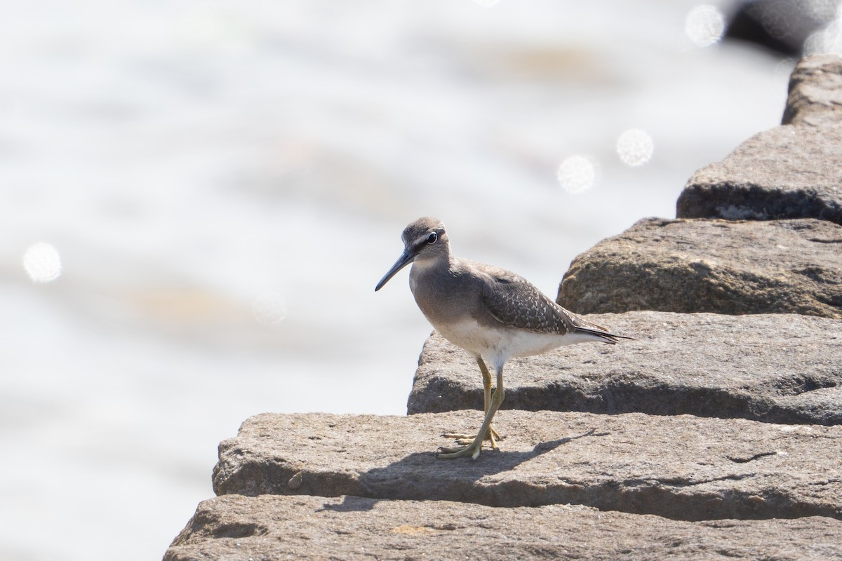 Playero Siberiano - ML645706396