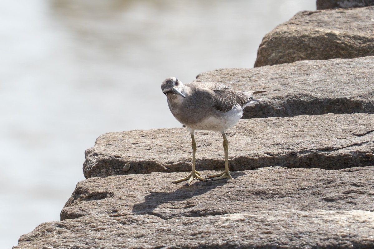 Playero Siberiano - ML645706397