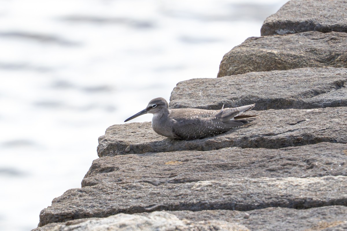 Playero Siberiano - ML645706398