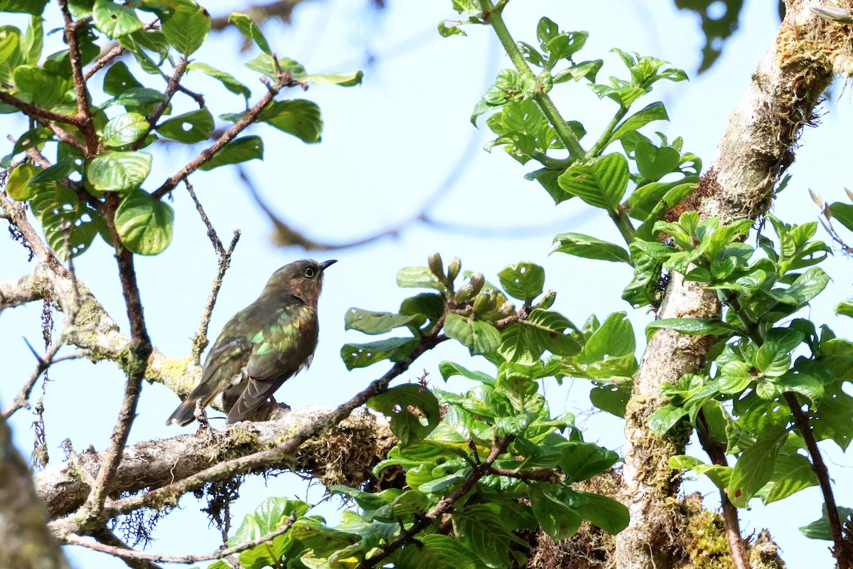 Rufous-throated Bronze-Cuckoo - ML645706404
