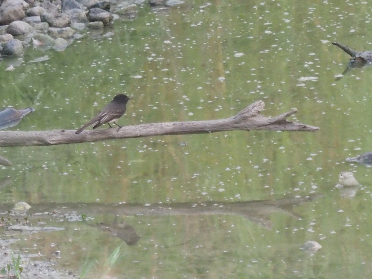 Black Phoebe - ML645706406