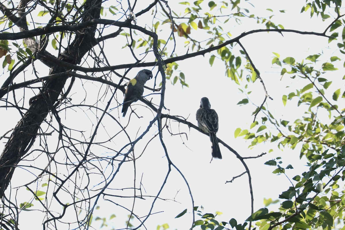 Perroquet de Rüppell - ML645706413