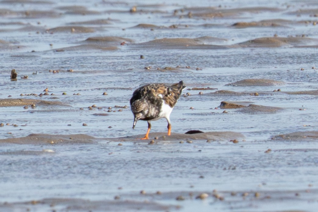 Ruddy Turnstone - ML645706414