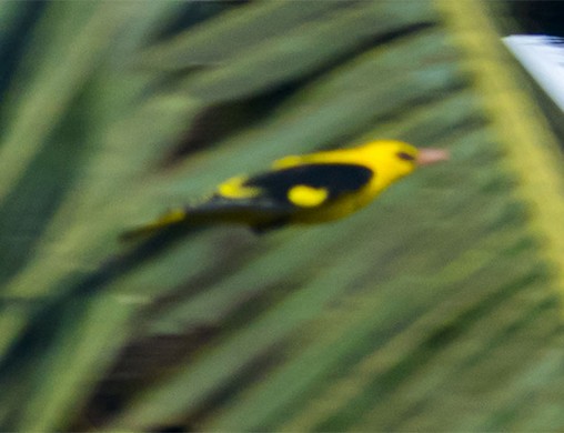 Indian Golden Oriole - ML645706416