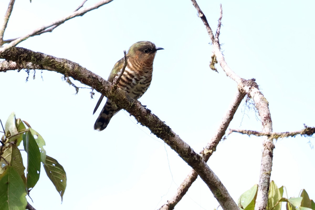 Rufous-throated Bronze-Cuckoo - ML645706417