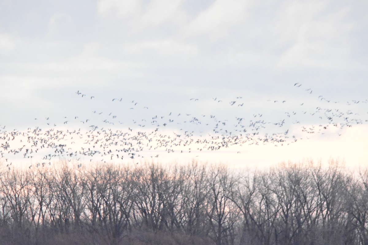 husa sněžní - ML645706419