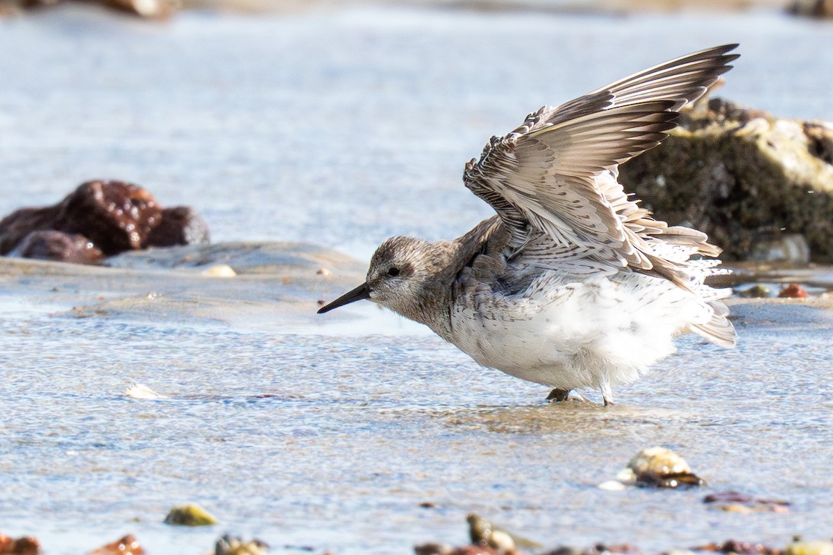 Red Knot - ML645706432