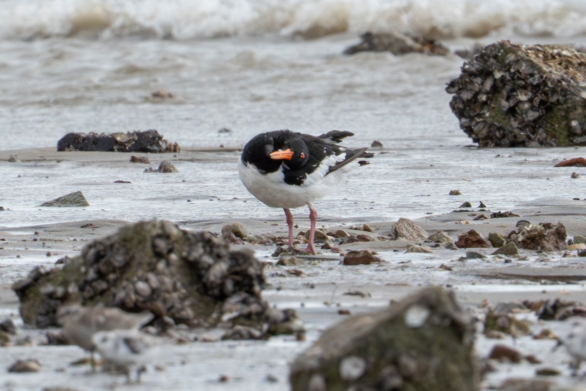 Eurasian Oystercatcher - ML645706433