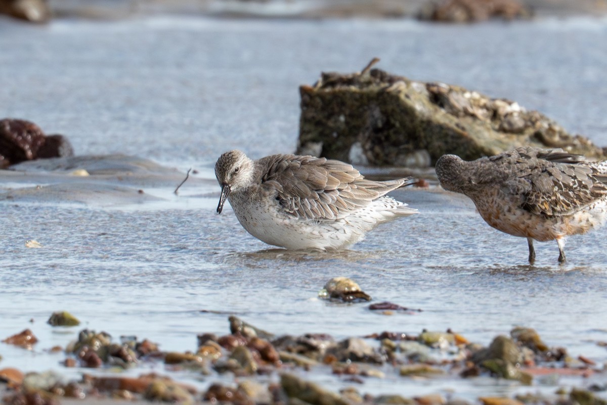 Red Knot - ML645706434