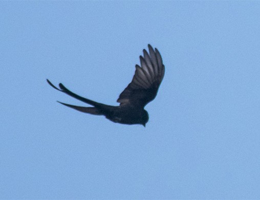 drongo černý - ML645706435