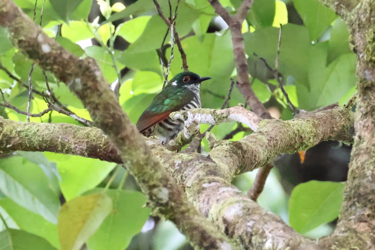 kukačka bělouchá - ML645706437