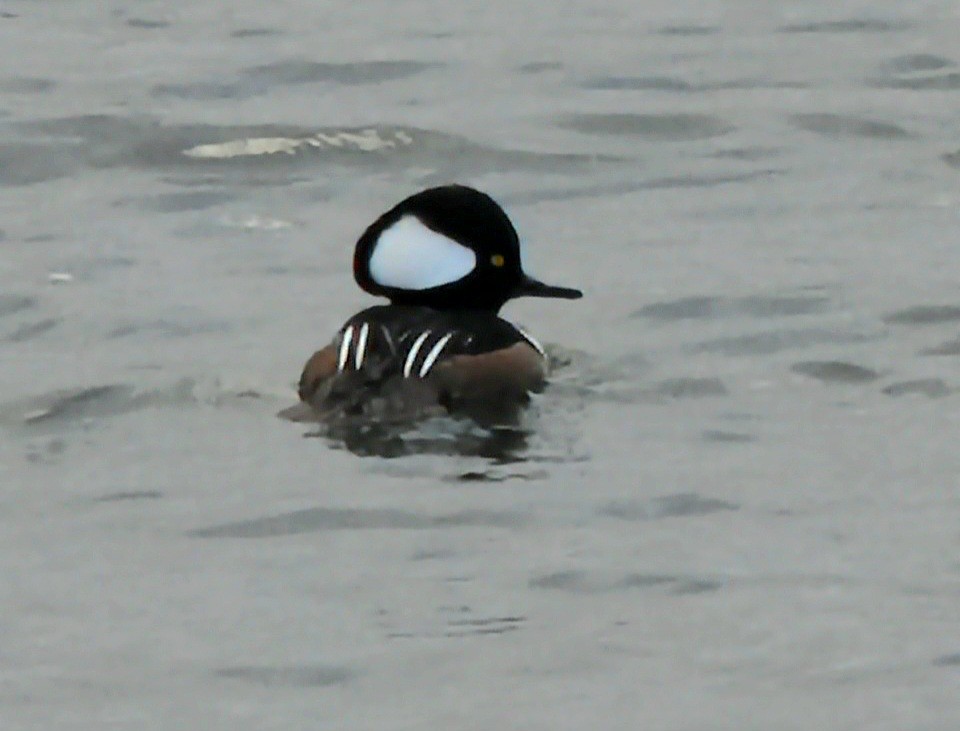 morčák chocholatý - ML645706438