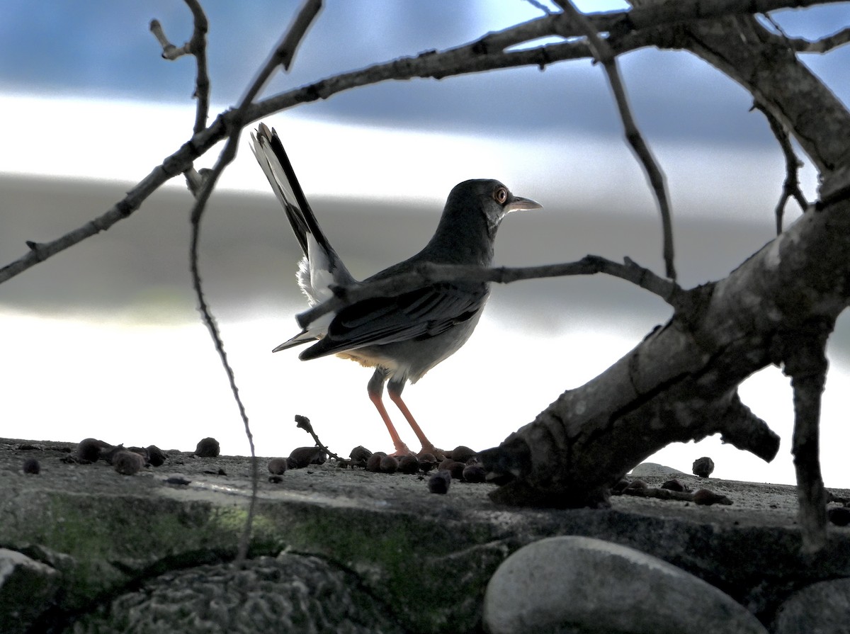 Western Red-legged Thrush - ML645706466