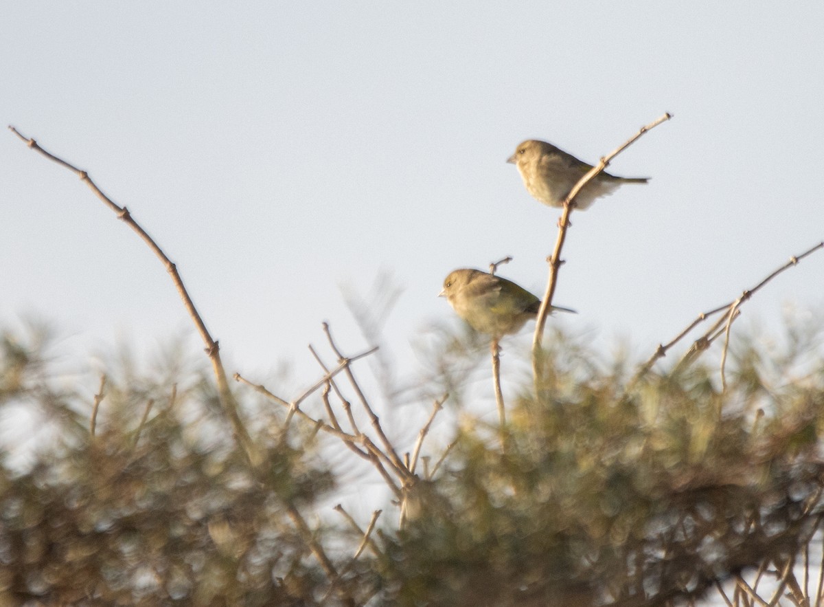 European Greenfinch - ML645706481